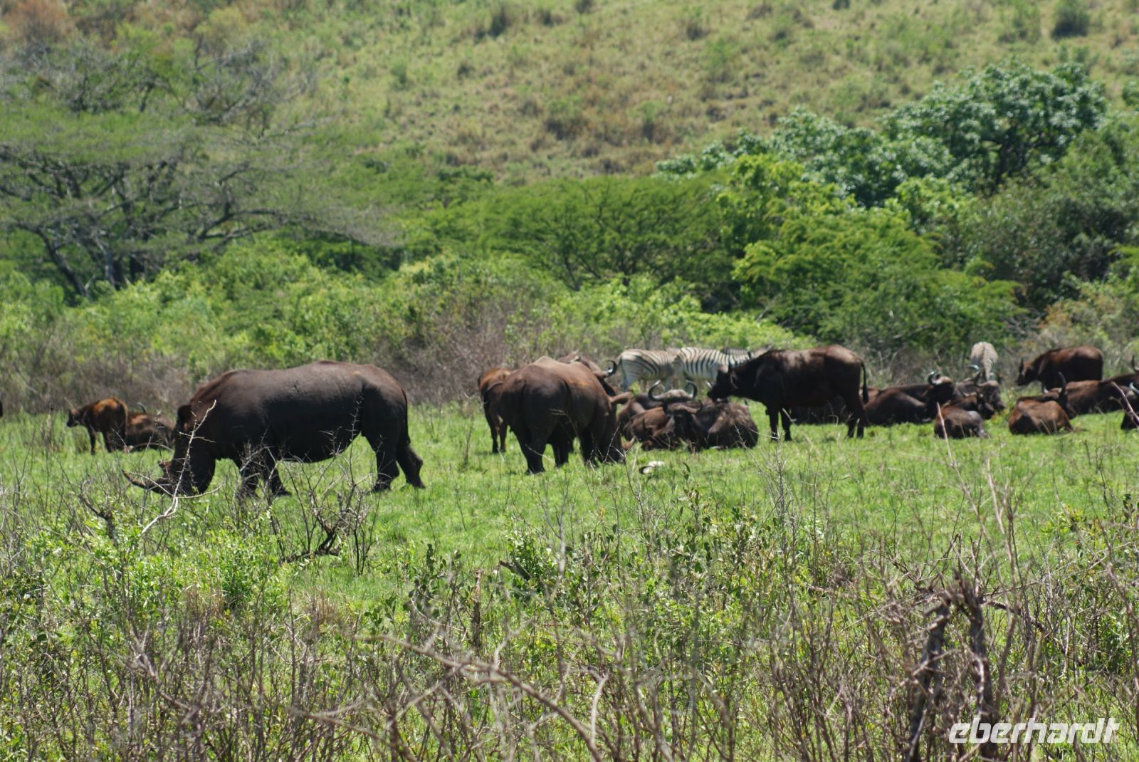 142 Hluhluwe Nationalpark &ndash; &copy; Susanne Schirmann (Eberhardt TRAVEL)