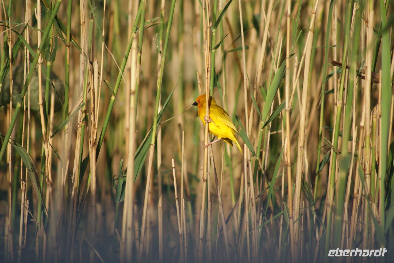 151 Webervogel &ndash; &copy; Susanne Schirmann (Eberhardt TRAVEL)
