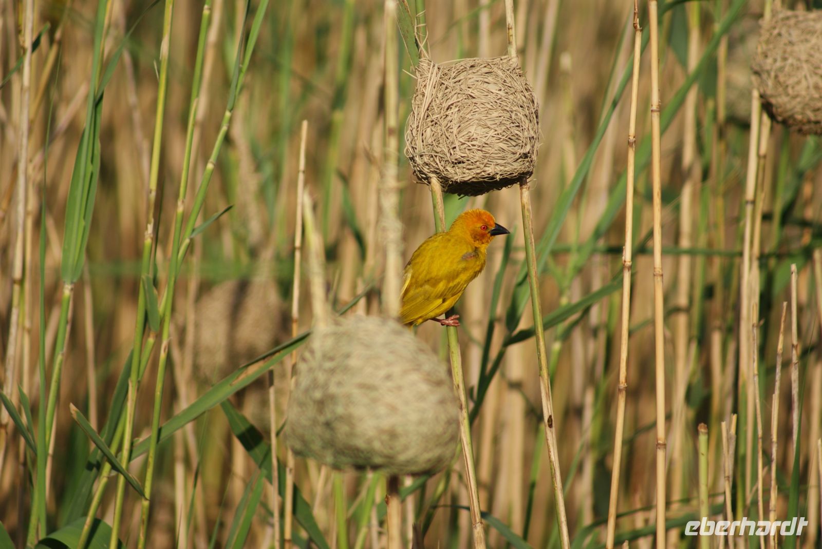 152 Webervogel &ndash; &copy; Susanne Schirmann (Eberhardt TRAVEL)