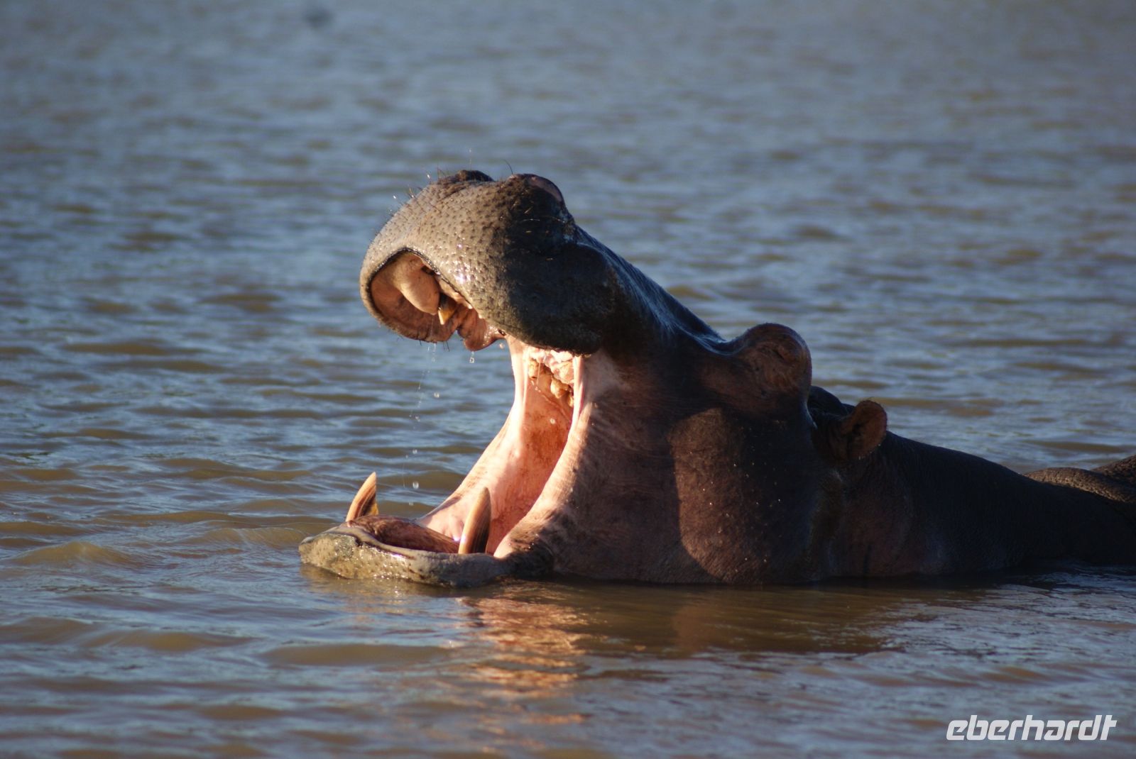 153 Hippos St. Lucia &ndash; &copy; Susanne Schirmann (Eberhardt TRAVEL)