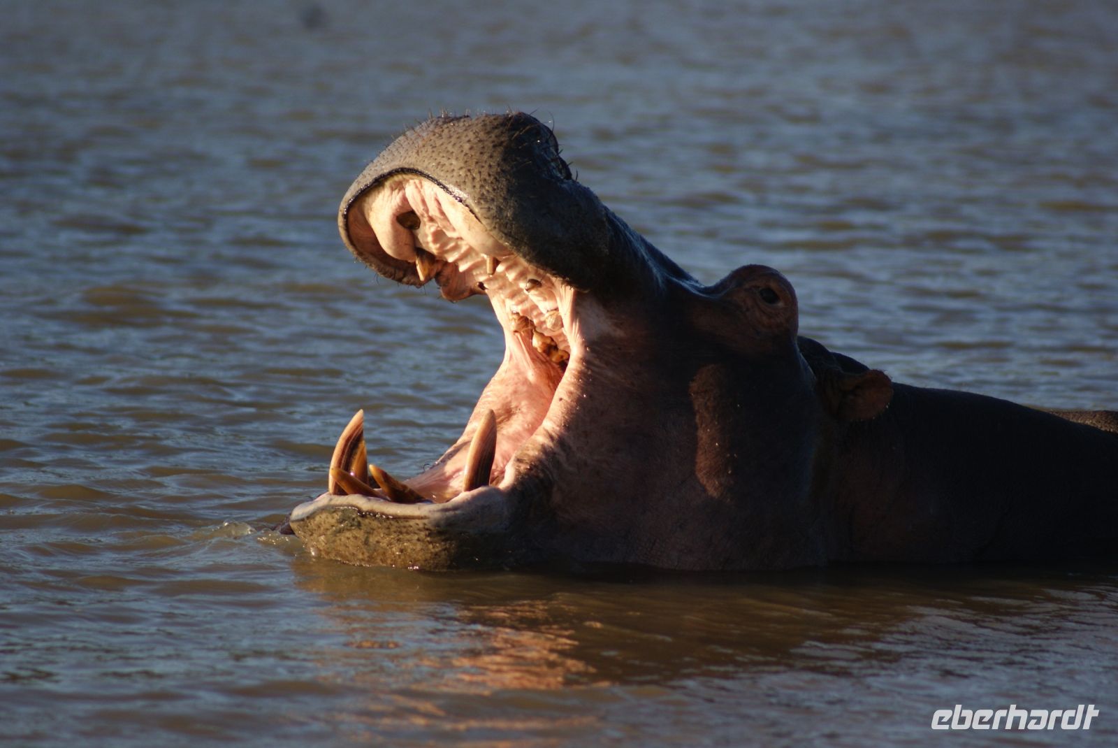 154 Hippos St. Lucia &ndash; &copy; Susanne Schirmann (Eberhardt TRAVEL)