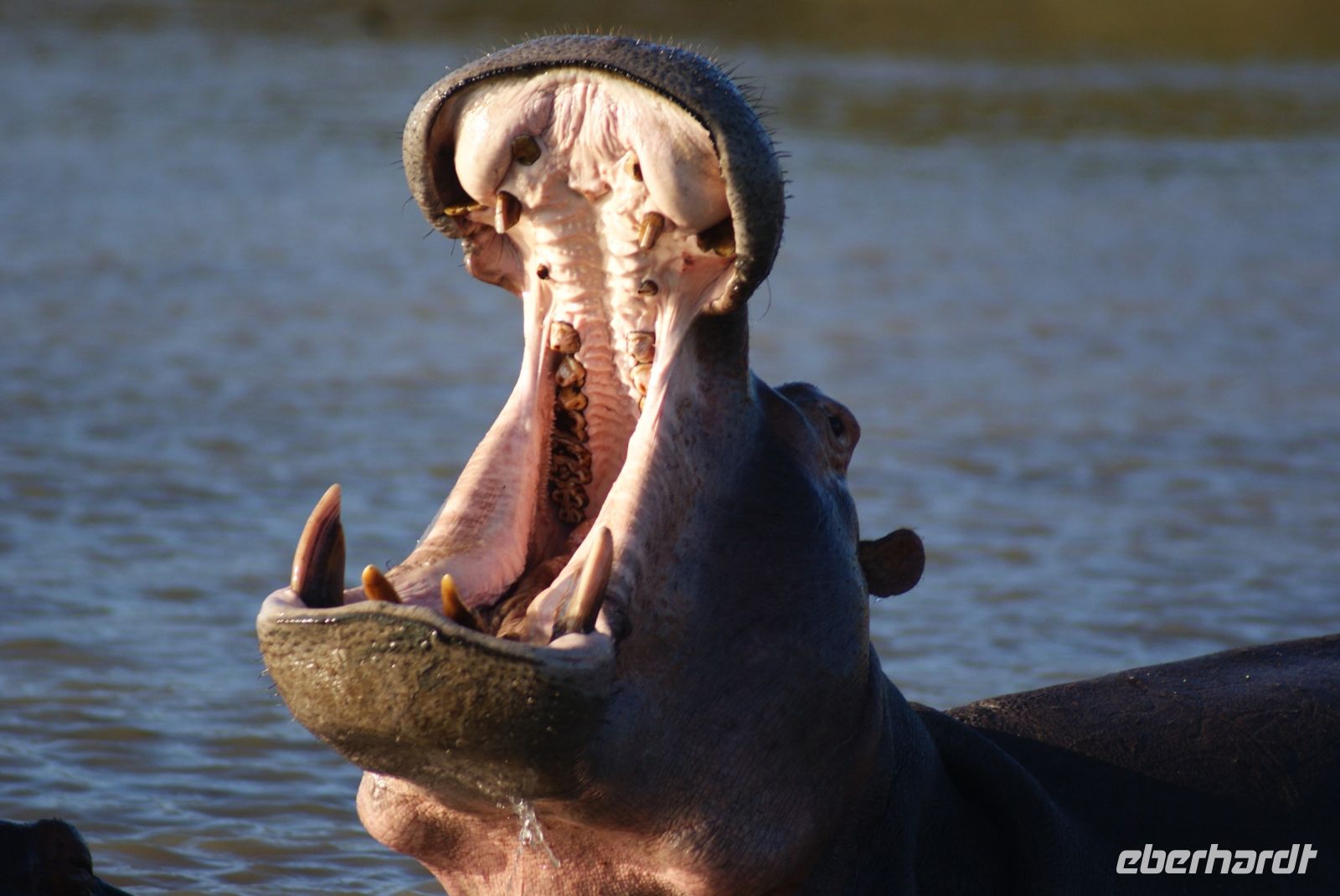 155 Hippos St. Lucia &ndash; &copy; Susanne Schirmann (Eberhardt TRAVEL)