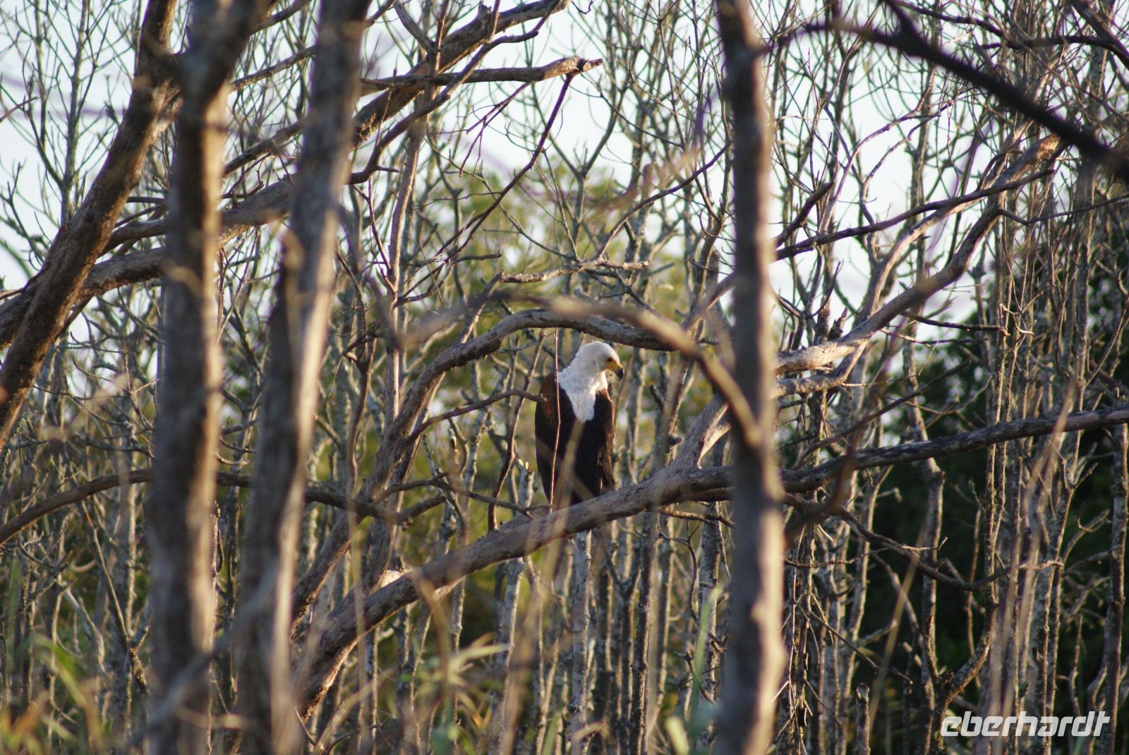 159 Schreiseeadler &ndash; &copy; Susanne Schirmann (Eberhardt TRAVEL)