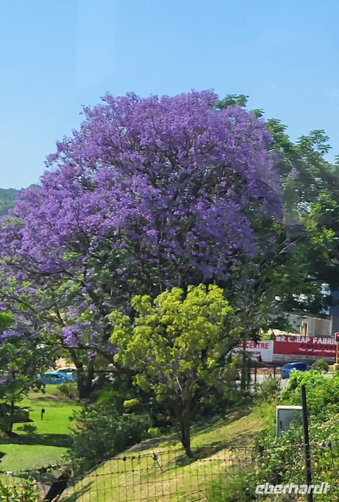 164 Jacaranda Baum &ndash; &copy; Susanne Schirmann (Eberhardt TRAVEL)