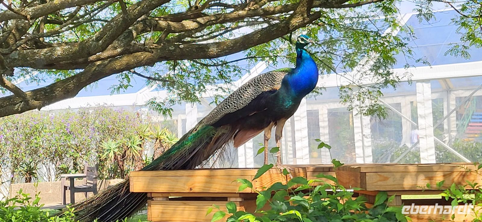 179 Pfau  &ndash; &copy; Susanne Schirmann (Eberhardt TRAVEL)
