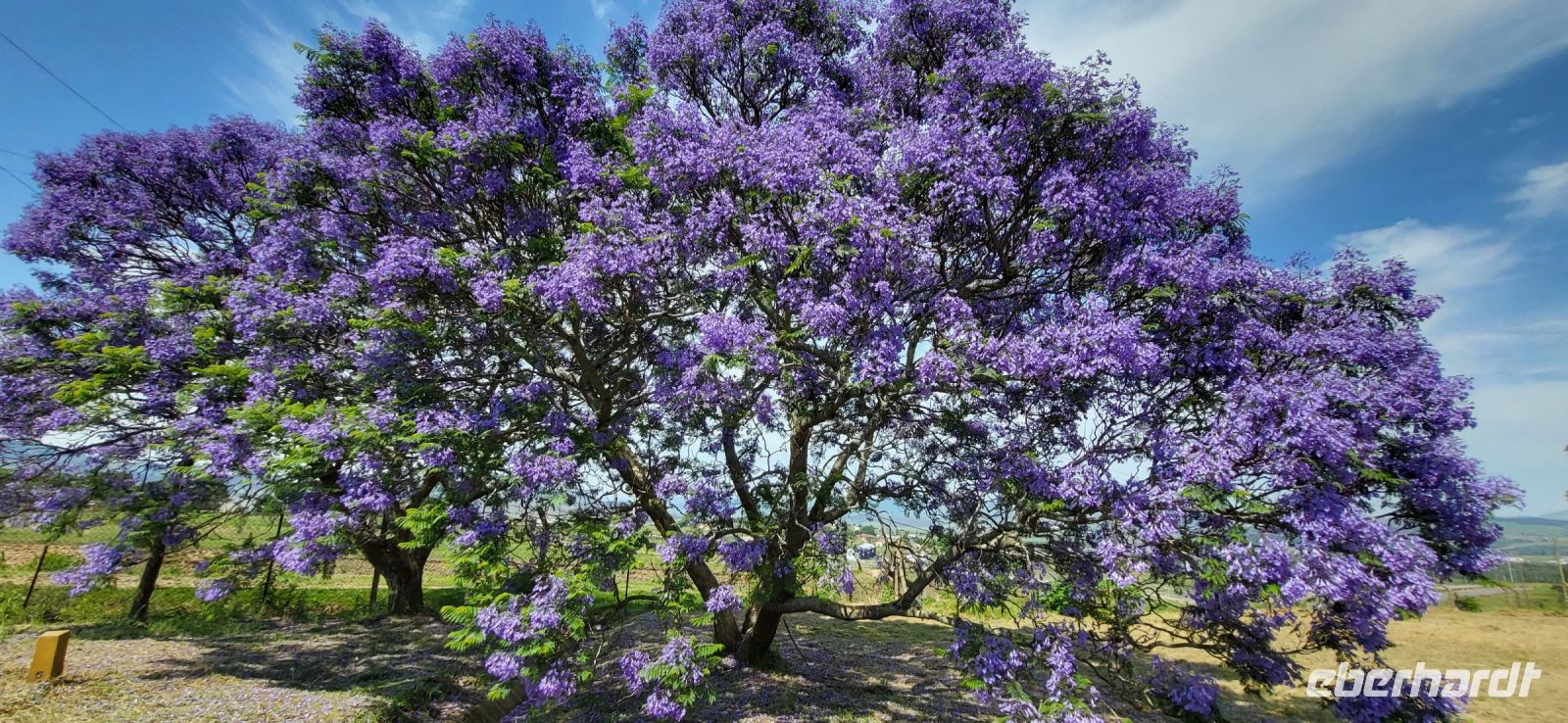 181 wunderschöne Jacaranda &ndash; &copy; Susanne Schirmann (Eberhardt TRAVEL)