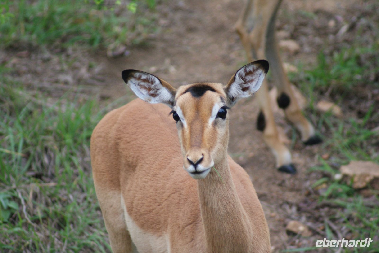218 Impala &ndash; &copy; Susanne Schirmann (Eberhardt TRAVEL)