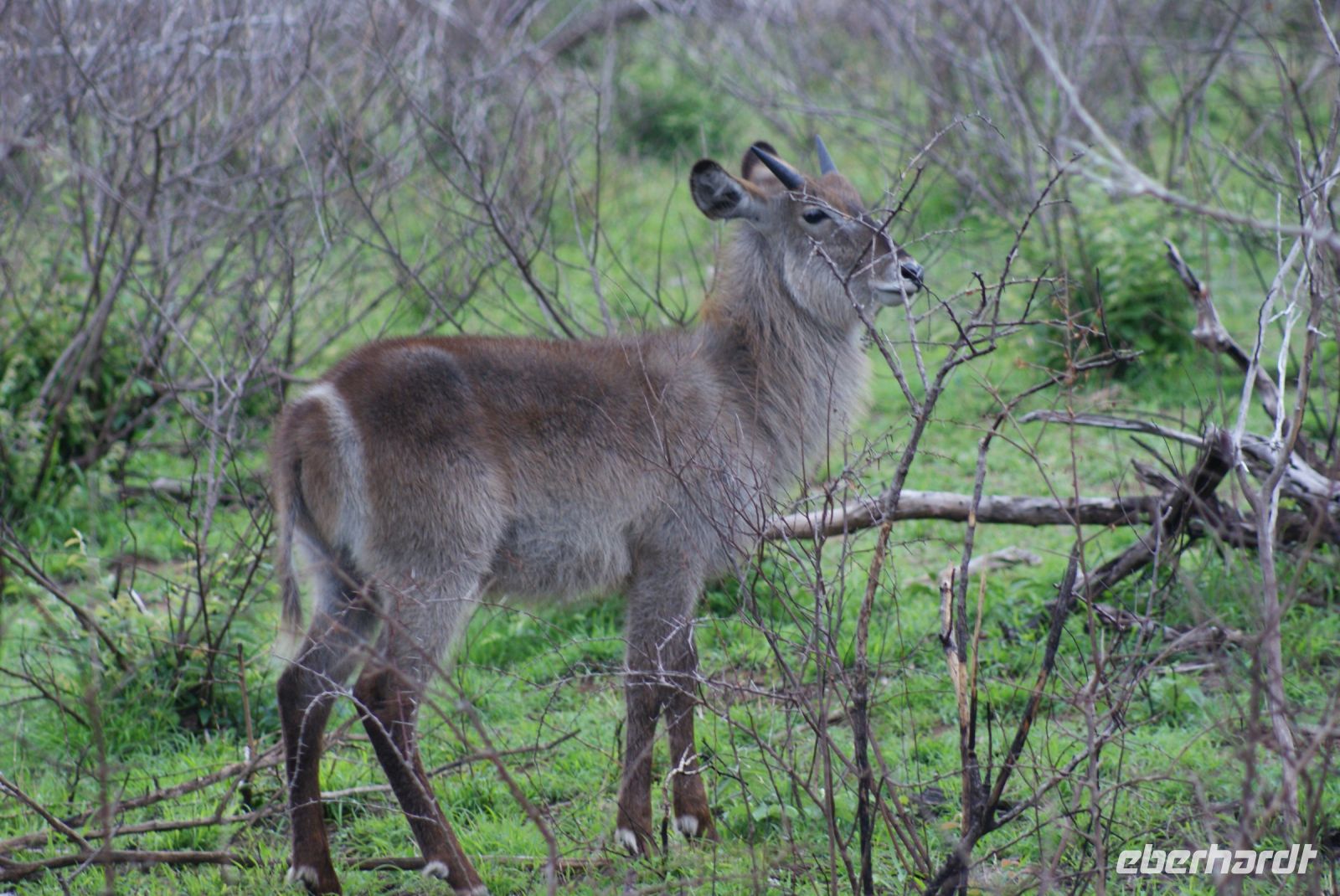 224 Wasserbock im Krüger Park &ndash; &copy; Susanne Schirmann (Eberhardt TRAVEL)
