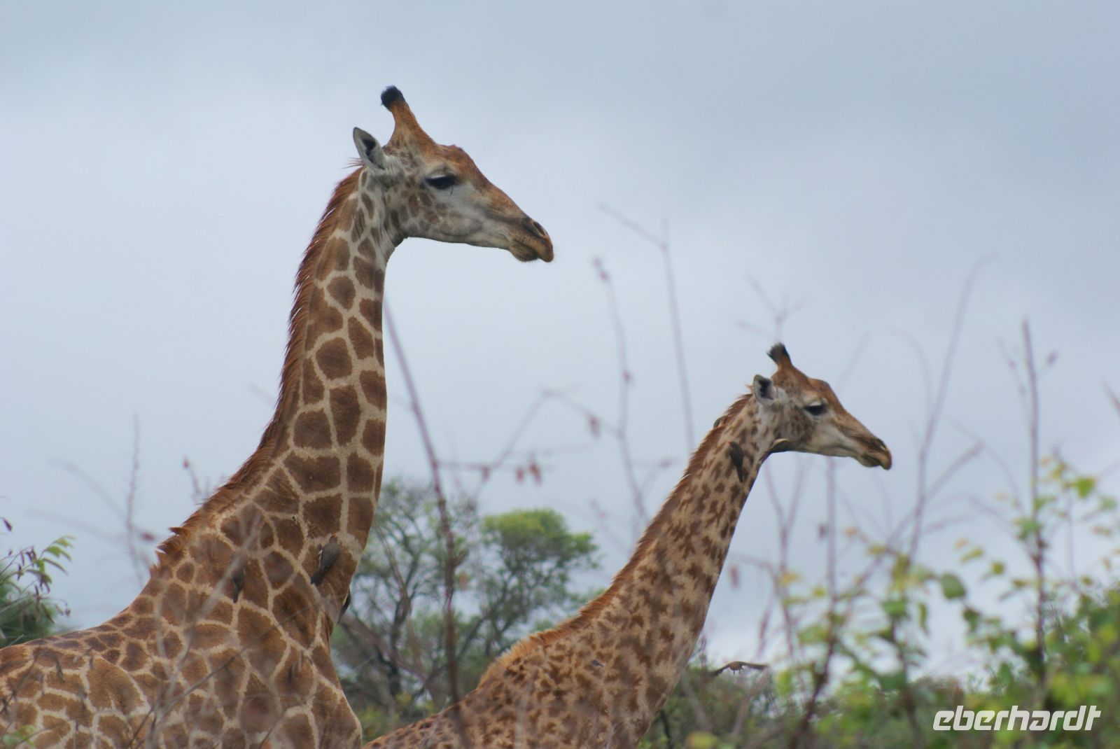232 Giraffe im Krüger &ndash; &copy; Susanne Schirmann (Eberhardt TRAVEL)
