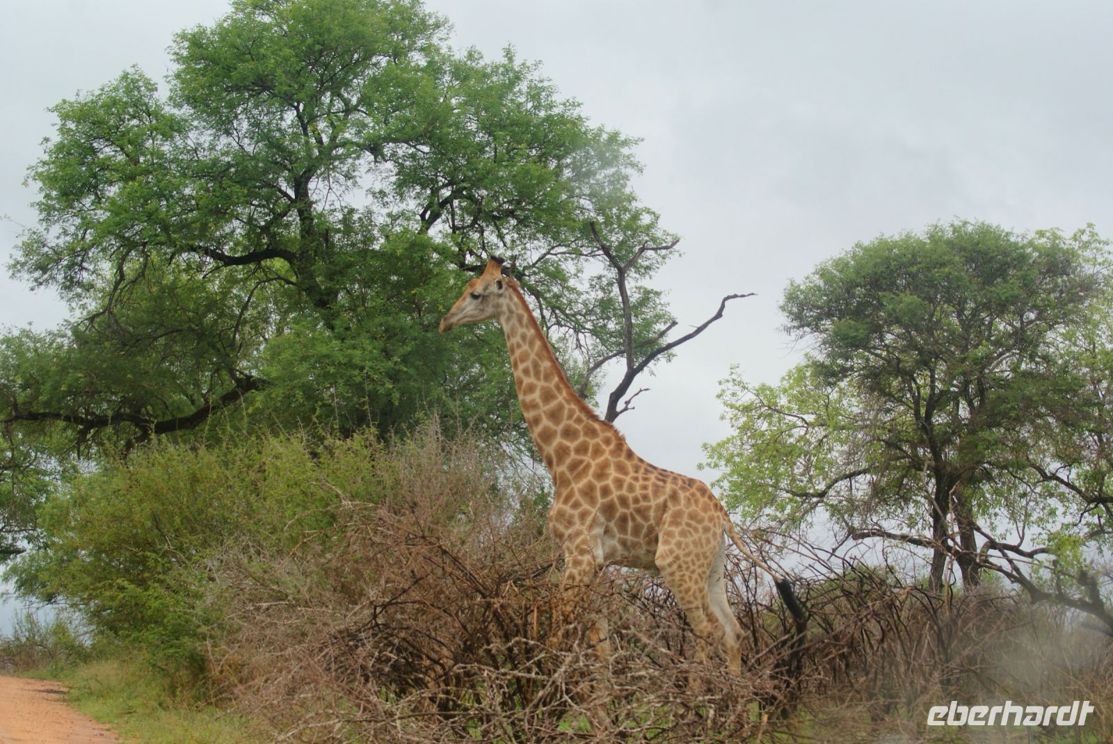 234 Giraffe &ndash; &copy; Susanne Schirmann (Eberhardt TRAVEL)