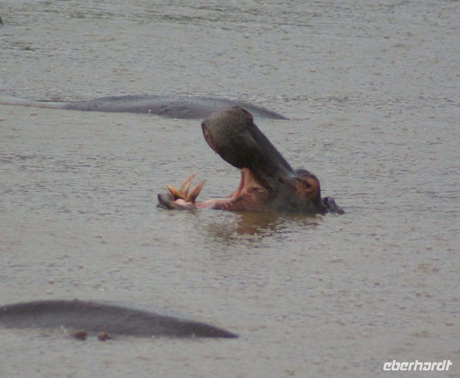 245 Hippo &ndash; &copy; Susanne Schirmann (Eberhardt TRAVEL)