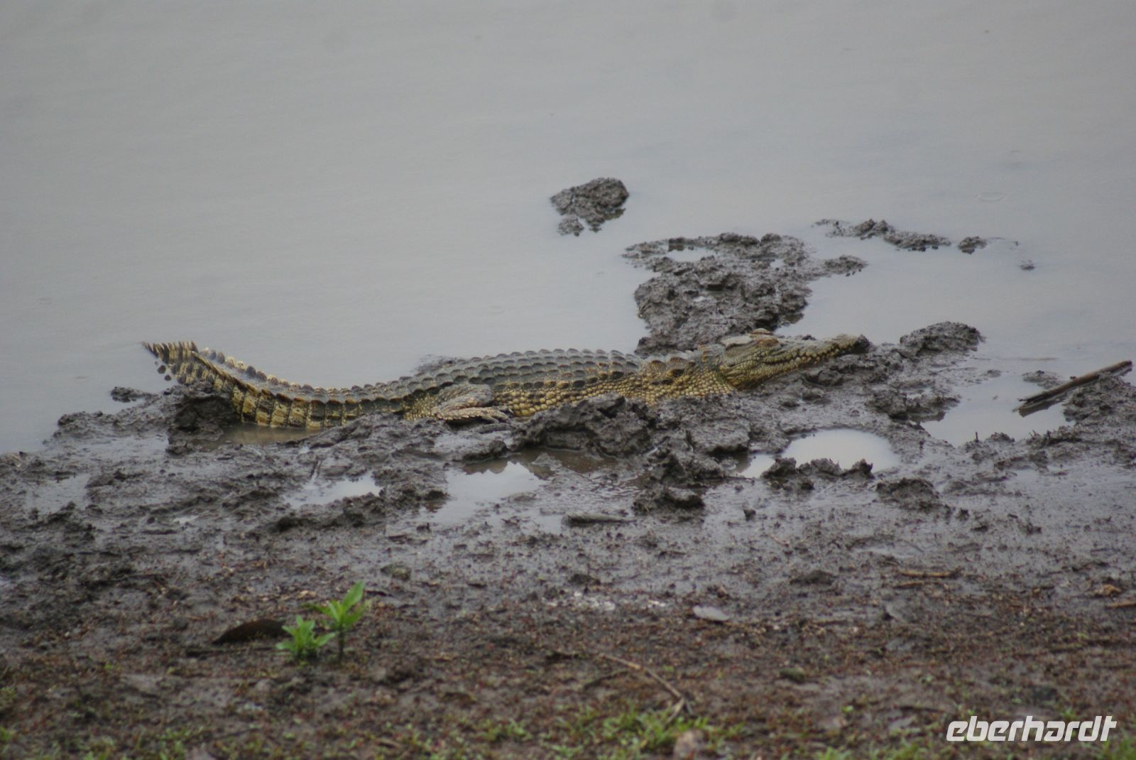 249 Minikrokodil &ndash; &copy; Susanne Schirmann (Eberhardt TRAVEL)