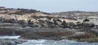 23 Bootstour zu den Pelzrobben &ndash; &copy; Susanne Schirmann (Eberhardt TRAVEL)