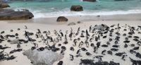 39 Pinguine am  Boulders Beach &ndash; &copy; Susanne Schirmann (Eberhardt TRAVEL)