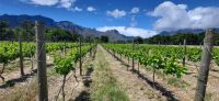 54 Besuch des Weinguts Blaauwklippen &ndash; &copy; Susanne Schirmann (Eberhardt TRAVEL)