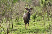 125 Nyala  im Hluhluwe Nationalpark &ndash; &copy; Susanne Schirmann (Eberhardt TRAVEL)