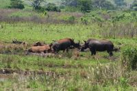 141Hluhluwe Nationalpark &ndash; &copy; Susanne Schirmann (Eberhardt TRAVEL)