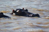 149 Hippos auf  Bootstour St. Lucia Seeausläufer &ndash; &copy; Susanne Schirmann (Eberhardt TRAVEL)