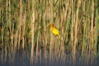 151 Webervogel &ndash; &copy; Susanne Schirmann (Eberhardt TRAVEL)
