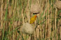 152 Webervogel &ndash; &copy; Susanne Schirmann (Eberhardt TRAVEL)