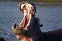 155 Hippos St. Lucia &ndash; &copy; Susanne Schirmann (Eberhardt TRAVEL)