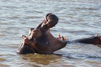 156 Hippos St. Lucia &ndash; &copy; Susanne Schirmann (Eberhardt TRAVEL)