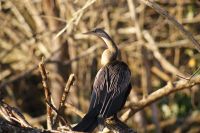 158 Schlangenhalsvogel &ndash; &copy; Susanne Schirmann (Eberhardt TRAVEL)