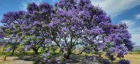 181 wunderschöne Jacaranda &ndash; &copy; Susanne Schirmann (Eberhardt TRAVEL)