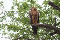 219 Raubadler &ndash; &copy; Susanne Schirmann (Eberhardt TRAVEL)