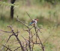 233 Eisvogel &ndash; &copy; Susanne Schirmann (Eberhardt TRAVEL)