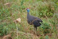 239 Perlhuhn &ndash; &copy; Susanne Schirmann (Eberhardt TRAVEL)