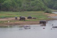 243 Hippos im Krüger &ndash; &copy; Susanne Schirmann (Eberhardt TRAVEL)