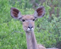 251 Kudukuh &ndash; &copy; Susanne Schirmann (Eberhardt TRAVEL)