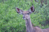 253 Kudu &ndash; &copy; Susanne Schirmann (Eberhardt TRAVEL)