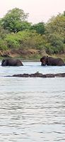 282 Elefanten im Zambezi &ndash; &copy; Susanne Schirmann (Eberhardt TRAVEL)