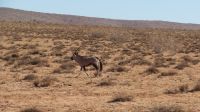 Oryx.JPG &ndash; &copy; Kathrin Mickan (Eberhardt TRAVEL)