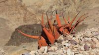 Fish River Canyon3 &ndash; &copy; Kathrin Mickan (Eberhardt TRAVEL)