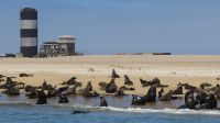 Robben Walvis Bay &ndash; &copy; Kathrin Mickan (Eberhardt TRAVEL)