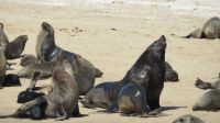 Robbenfamilie &ndash; &copy; Kathrin Mickan (Eberhardt TRAVEL)