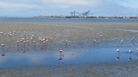 Pelikane Walvis Bay &ndash; &copy; Kathrin Mickan (Eberhardt TRAVEL)