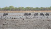 Besuch Etosha (2) &ndash; &copy; Kathrin Mickan (Eberhardt TRAVEL)