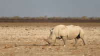 Nashorn 2 Etosha &ndash; &copy; Kathrin Mickan (Eberhardt TRAVEL)
