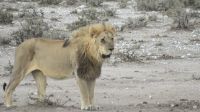 Etosha erster Löwe &ndash; &copy; Kathrin Mickan (Eberhardt TRAVEL)