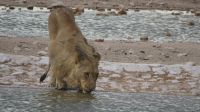 Löwe Etosha Heimweg &ndash; &copy; Kathrin Mickan (Eberhardt TRAVEL)