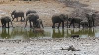 Etosha am Wasserloch &ndash; &copy; Kathrin Mickan (Eberhardt TRAVEL)