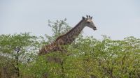 ... Giraffe &ndash; &copy; Kathrin Mickan (Eberhardt TRAVEL)