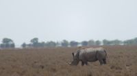 Etosha Nashorn-2 &ndash; &copy; Kathrin Mickan (Eberhardt TRAVEL)
