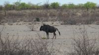 Etosha Gnu &ndash; &copy; Kathrin Mickan (Eberhardt TRAVEL)