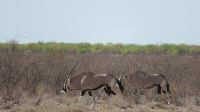 Oryx Nationaltier Namibia &ndash; &copy; Kathrin Mickan (Eberhardt TRAVEL)