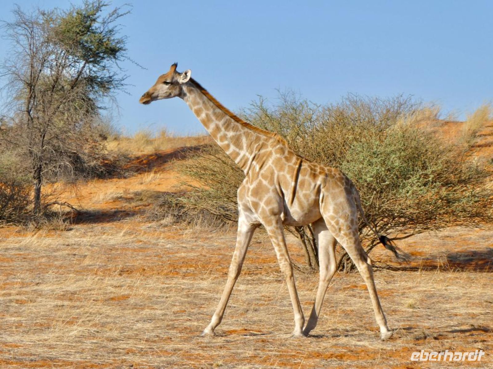 Namibia - Nature Drive in der Kalahari - Giraffe &ndash; &copy; Annett Müller (Eberhardt TRAVEL)